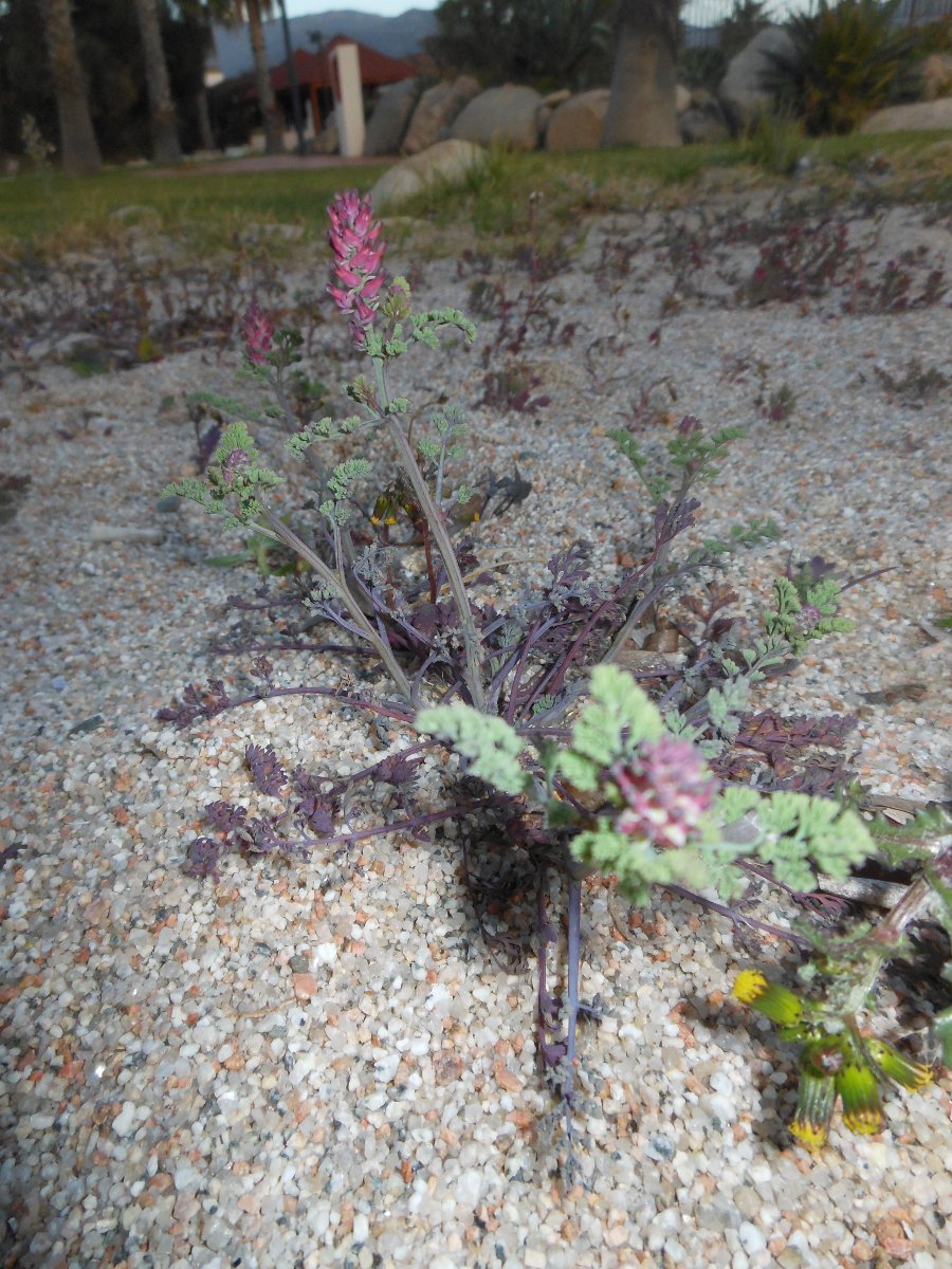 Fumaria densiflora DC./Fumaria a fiori densi